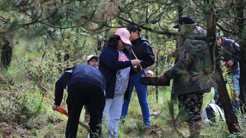 Reforestación  (6)
